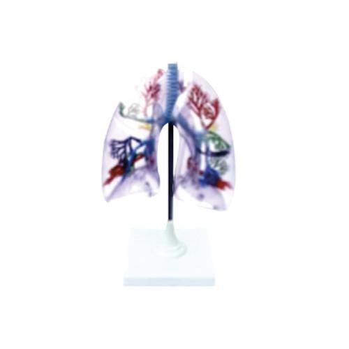 Modelo Pulmones Transparentes. Modelo CVQ7048
