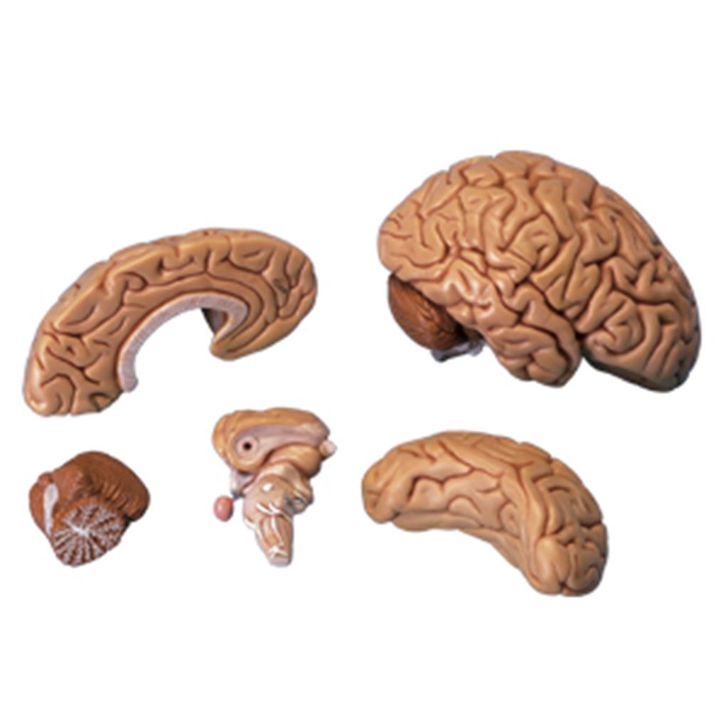 CEREBRO ROSA CON ARTERIAS