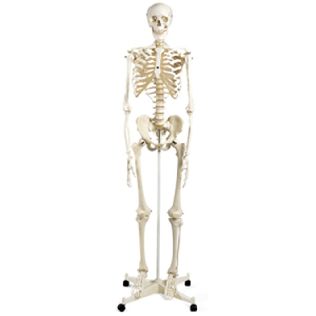ESQUELETO CLASICO